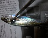 小アジの南蛮漬け作り方1写真