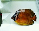 家庭の味は熱帯魚！？蝶々魚の蒲焼き作り方1写真