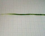 ☆野菜たっぷり☆えのきde＊冷製パスタ＊作り方2写真