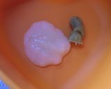 タコの塩麹ワサビ和え作り方2写真