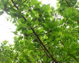 季節仕事！ 自家製 梅酒作り方1写真