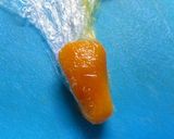キャラ弁おかず＊ニンジンみたいなカボチャ作り方2写真