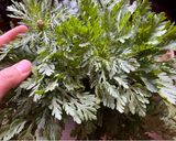 ハスノ実さんの春菊と紅生姜の天ぷら作り方1写真