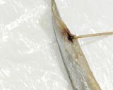 うちの☆ししゃも・小型魚❣下処理は爪楊枝作り方11写真