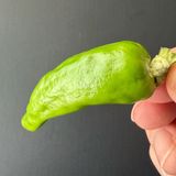 簡単！厚揚げと豚肉、ししとうチャンプルー作り方1写真