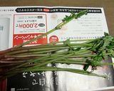 みずをしたごしらえし、おひたしで。作り方1写真