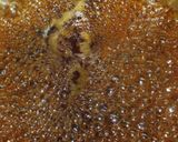 バーベキューで喜ばれる焼豚ダッチオーブン作り方17写真