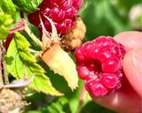初夏のお楽しみ♬ラズベリージャム🍓覚書作り方1写真
