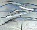 さよりの塩焼き＆一夜干し作り方6写真