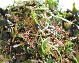 水菜とわかめのピリ辛ナムル【作り置き】作り方3写真