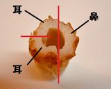 ちくわでぞうさん♥キャラ弁にもどうぞ♥作り方1写真