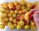 梅講師直伝㉖梅干しの漬け方／伝統の１８％作り方4写真