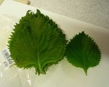 ☼レンジで超簡単♪塩麹で大葉豚ひき肉巻き作り方3写真