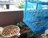 梅講師直伝㉖梅干しの漬け方／伝統の１８％作り方9写真
