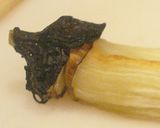 基本の焼きナス〜京のおばんざい風作り方11写真