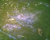 FPで簡単！ピザ生地作り方7写真