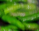 焦がし醤油①ししとう作り方14写真