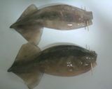 煮込むだけ！簡単いかめし作り方3写真