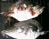 ハマチの兜焼作り方4写真
