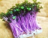 ♻️野菜プレップ｜下処理｜雑学｜①葉茎菜類作り方4写真