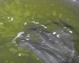 トマトと海老のタルト作り方16写真