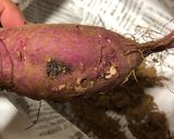 保存版✅掘りたて泥付きさつまいもの保存｜食べ頃作り方4写真