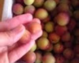 パープルクイーンの梅ジュース作り方1写真