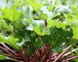 ルバーブとオレンジのクランブルケーキ作り方10写真