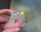 海老の下処理作り方1写真