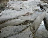 豆アジの南蛮漬け作り方7写真