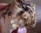 山わさび味噌作り方1写真