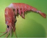 海老の下処理作り方1写真