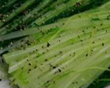 生ハムにブラックペッパーを巻いて作り方9写真