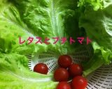 鮭フレーク弁当作り方10写真