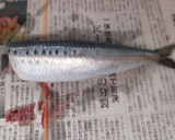 青魚を食べよう！いわしの蒲焼き作り方1写真