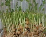 １分で豆苗塩炒め☆栄養士ママ作り方4写真