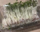 長持ち！ブロッコリースプラウトの保存方法作り方1写真