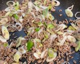 ひき肉の春雨卵スープ作り方3写真