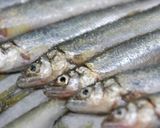 稚鮎の一夜干作り方10写真