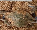 ガザミをゆでて、甘めの酢でいただく。作り方1写真