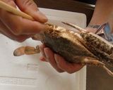 ガザミをゆでて、甘めの酢でいただく。作り方2写真