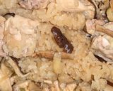 鶏もも肉と椎茸のやさしい生姜おこわ作り方7写真