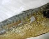 ぎんぼと鯖生利の煮物作り方2写真