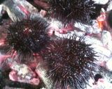 バーベキューの話題独占！☆浜の焼きウニ☆作り方3写真