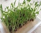にんにくガッツリ！塩麹で豆苗炒め作り方7写真