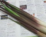 赤ダツのさっぱり炒め煮作り方1写真
