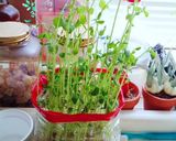豆苗ともやしと卵のチャンプルっぽいの作り方1写真