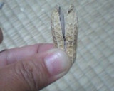 簡単ずぼら凄ワザ！ピーナッツの殻むき方法作り方6写真