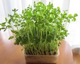 もやしと豆苗のダシダ炒め作り方4写真
