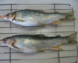 生姜ご飯鮎の塩焼き載せ作り方3写真